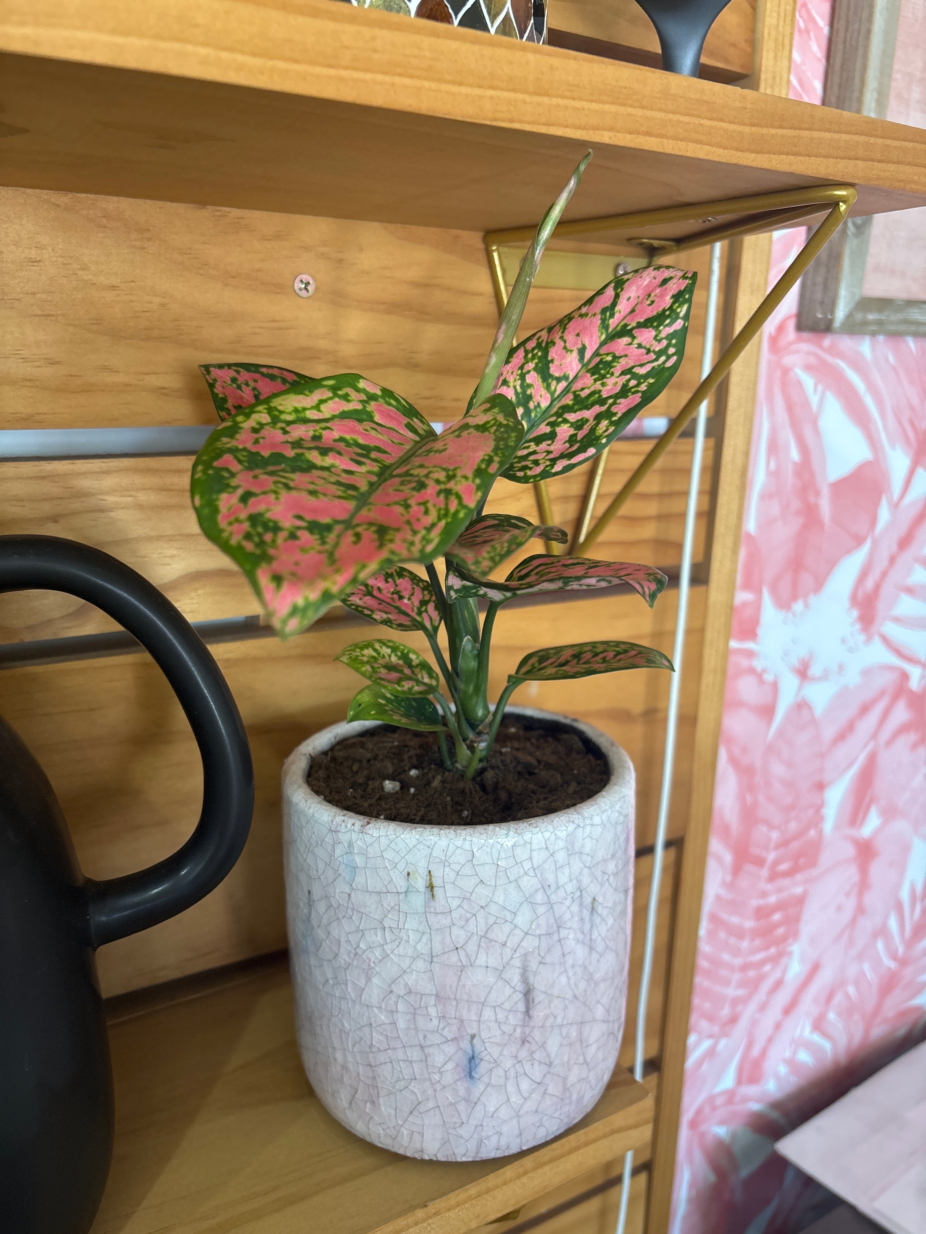 Pink Terra-Cotta Planter