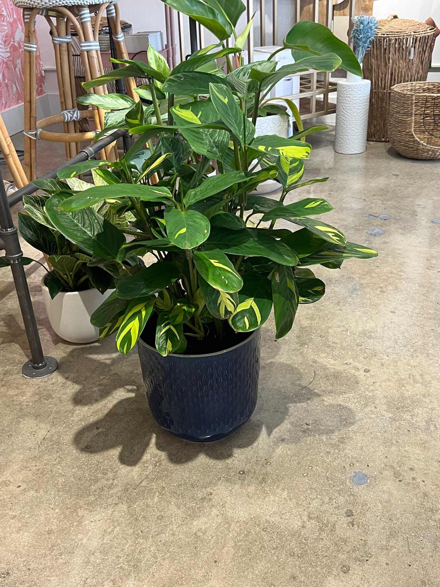 Blue Large Plant