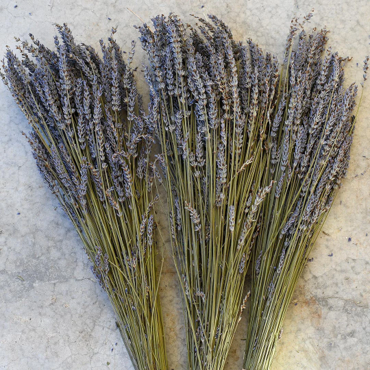 Dried Purple French Lavender Grosso (bunch)