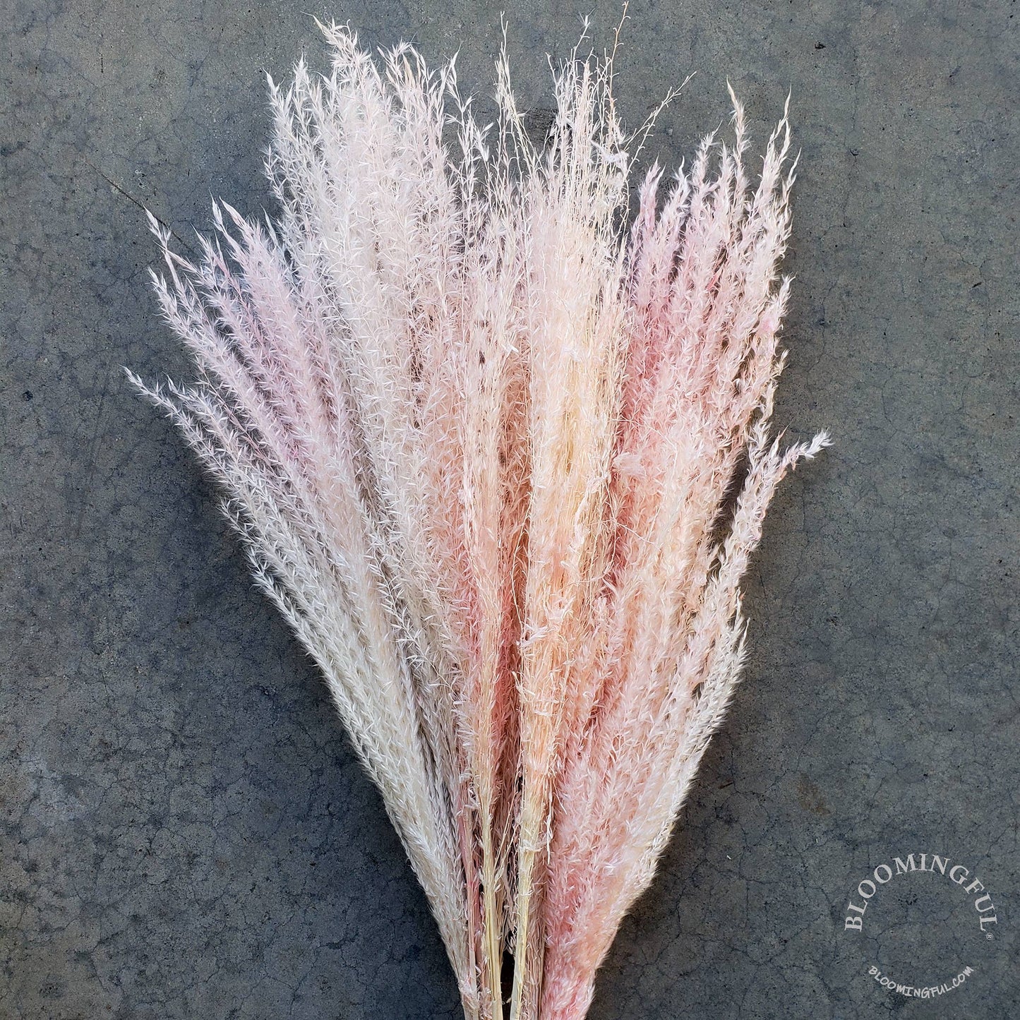 Pampas, Feathery Plume Reed Grass - Pink Ivory