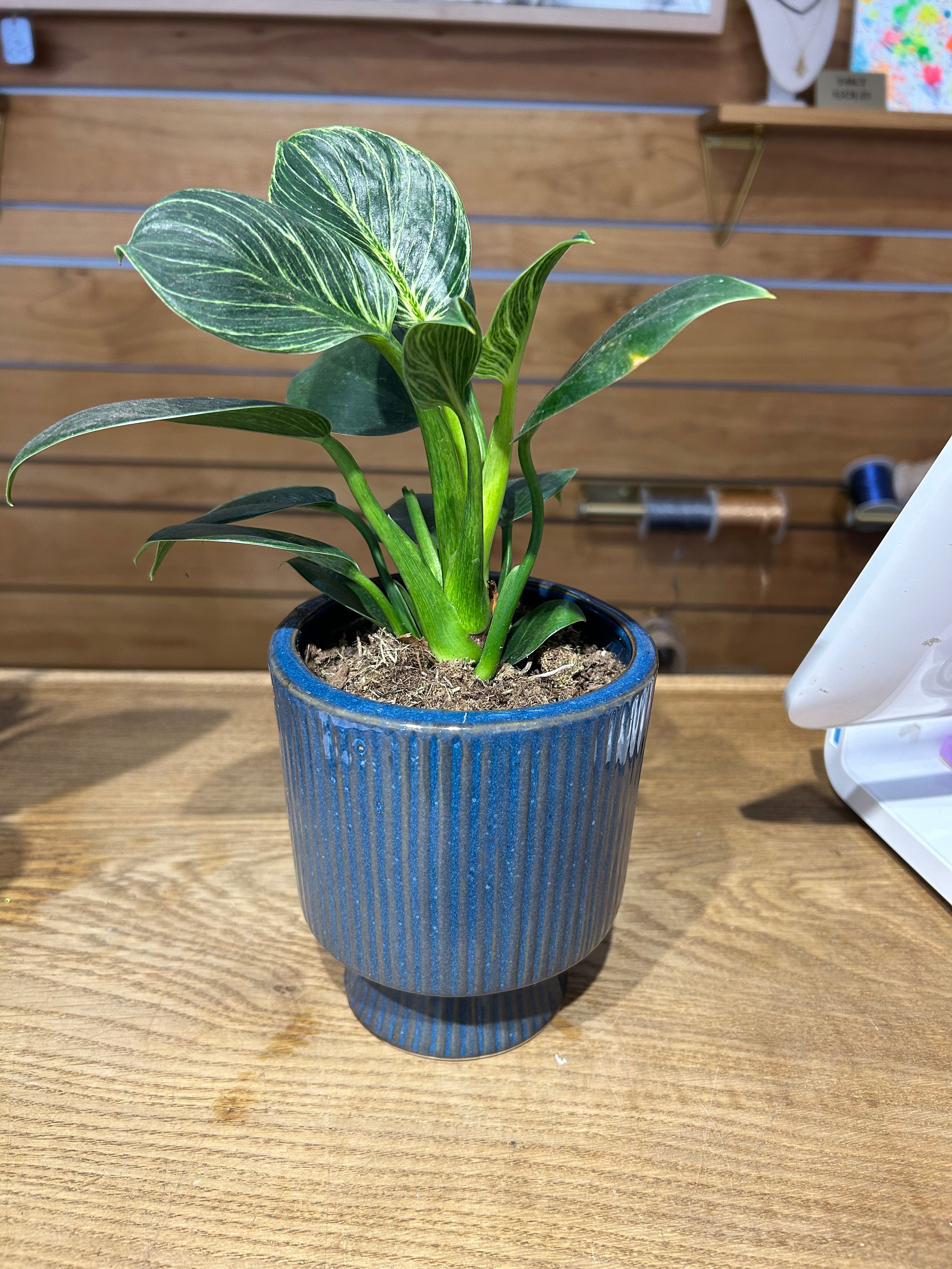 Stoneware Blue Fluted Footed Planter