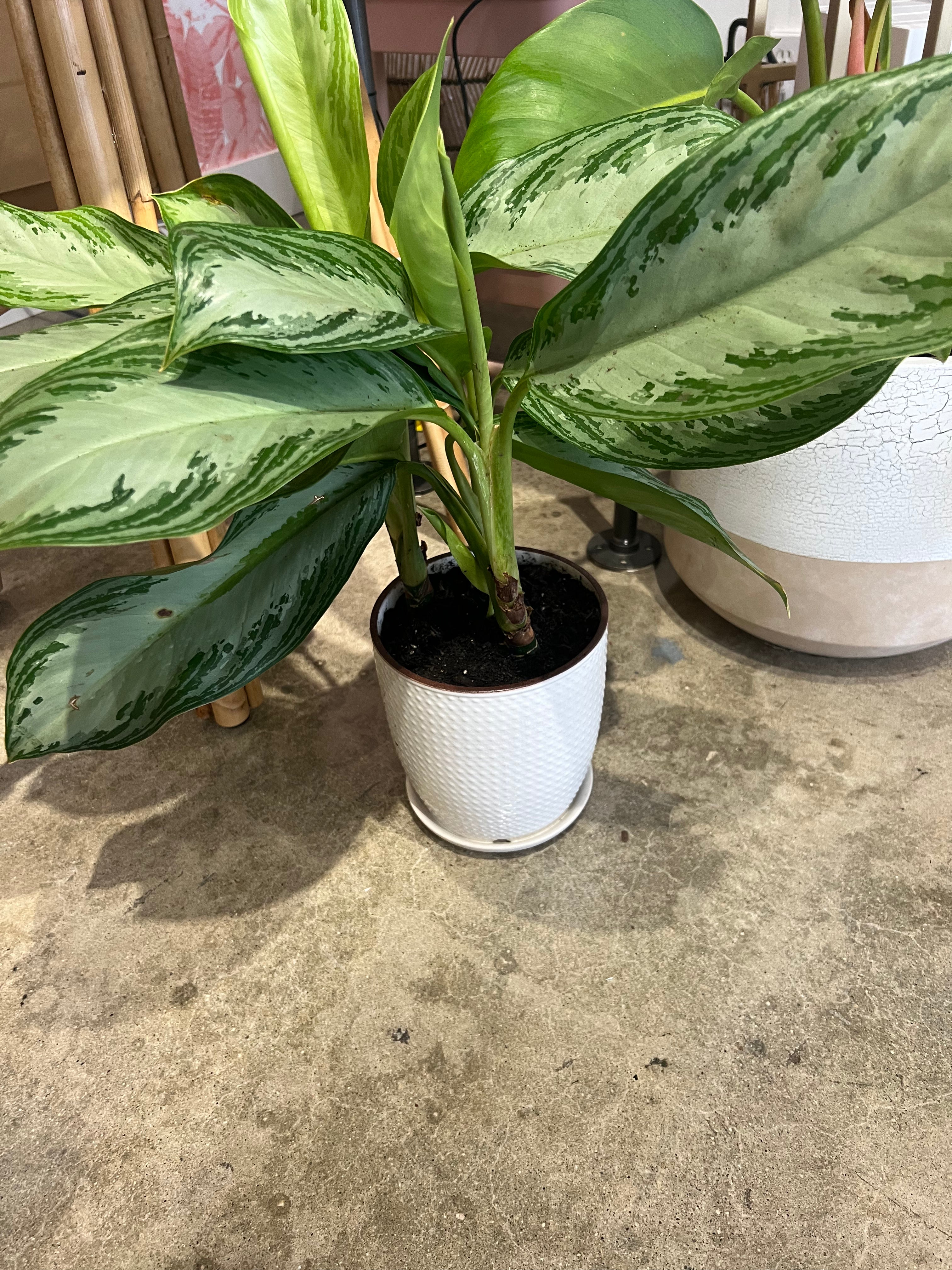 Leafy Plant