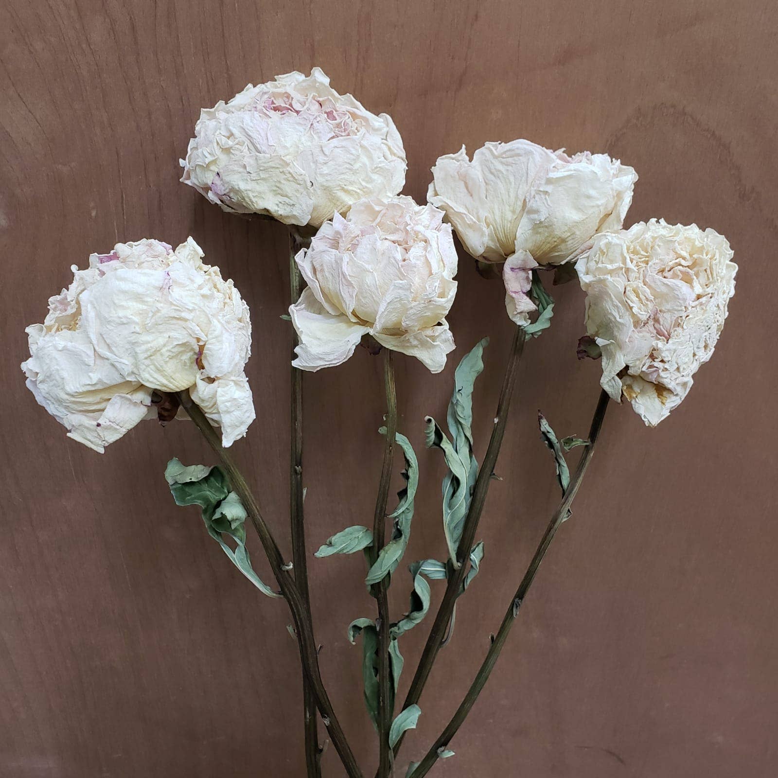 Dried Peony Flowers - Cream / Blush / Light Pink
