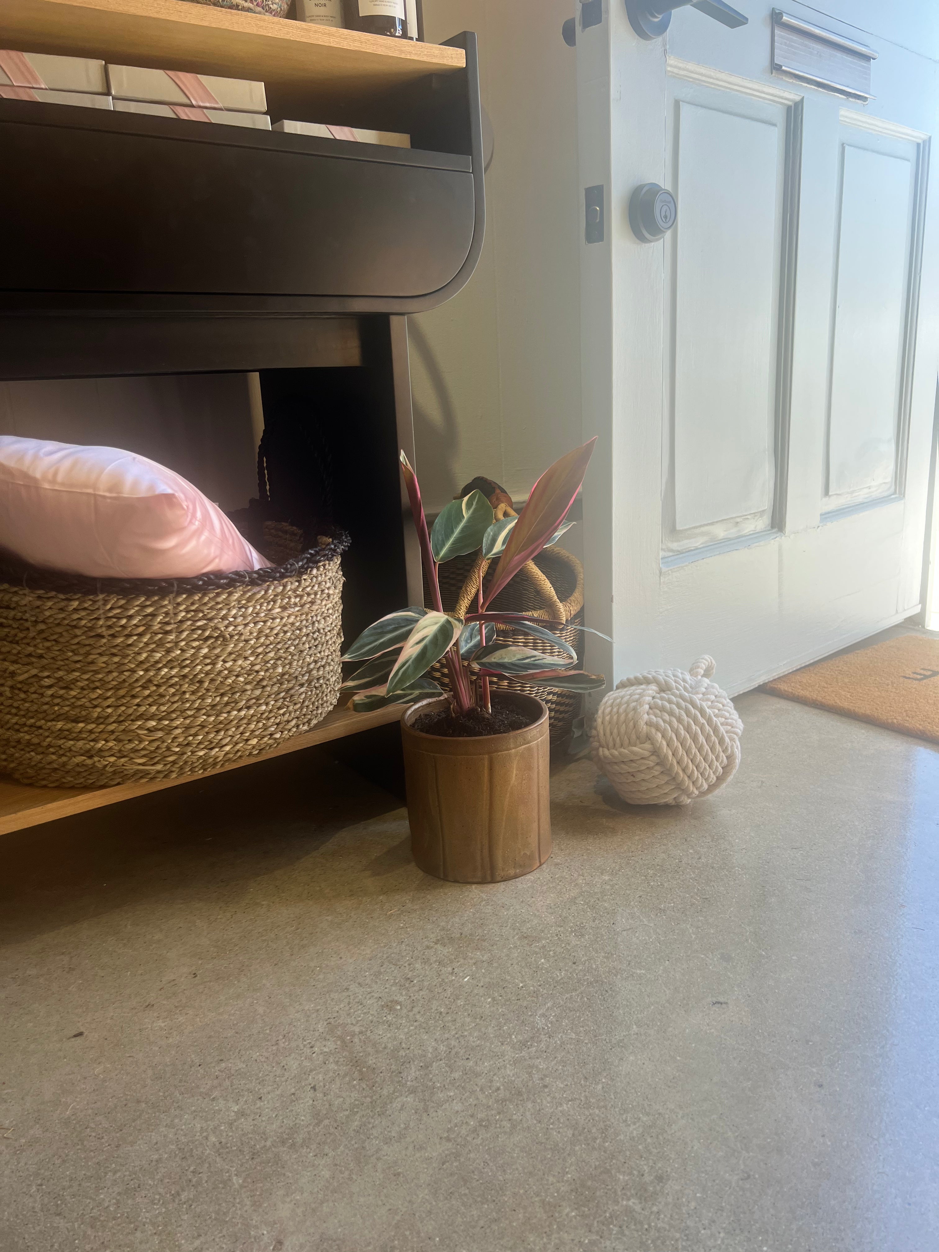 Gold Wash Pot with Plant