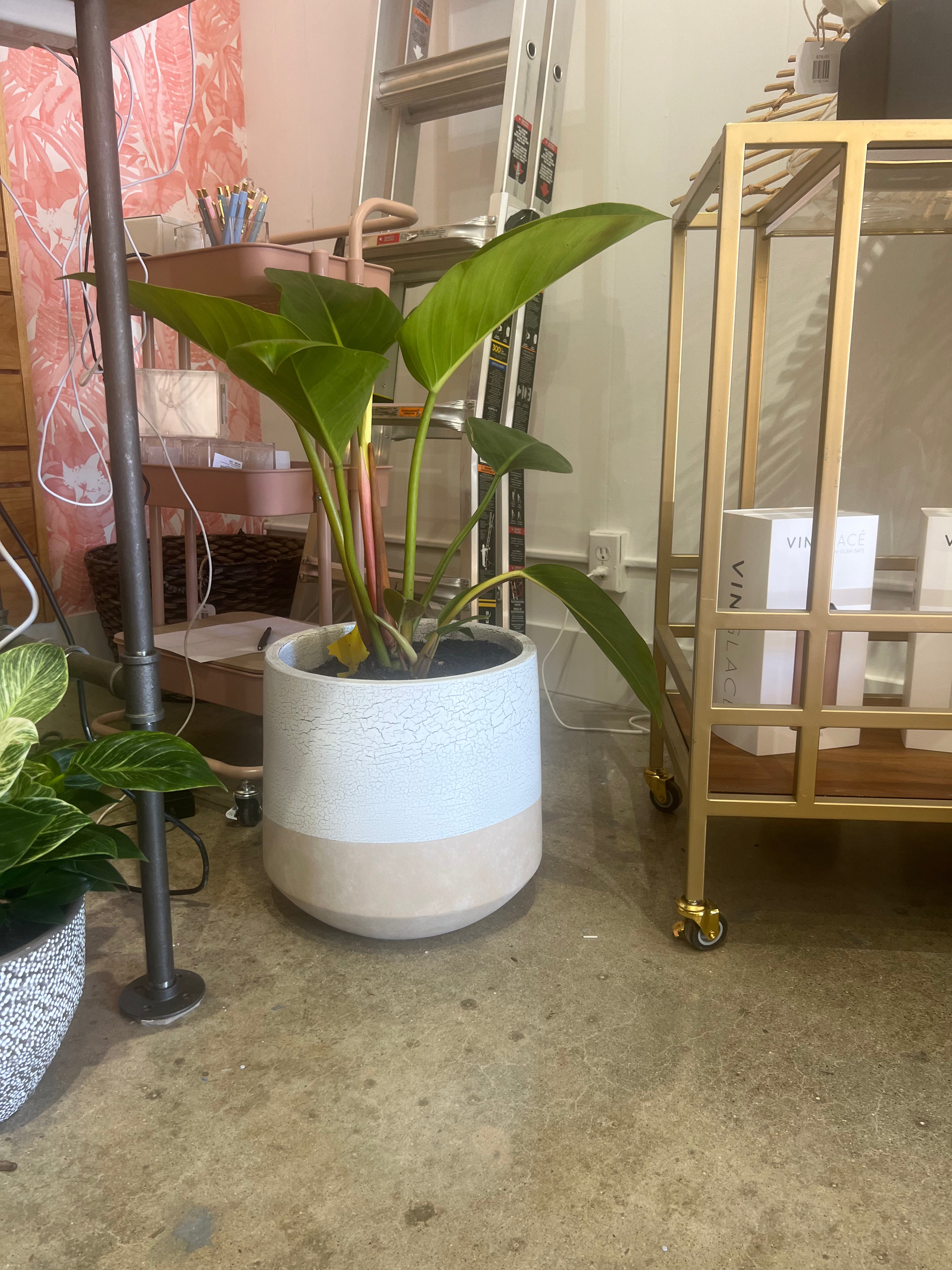 Fancy Plant and Pot Large